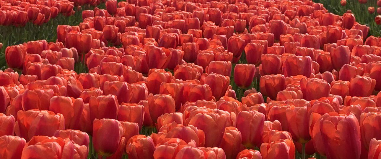 tulips